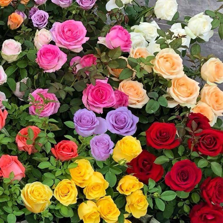 🔥HORKÝ VÝPRODEJ - SLEVA 50 %🔥Semínka růží v různých barvách💐