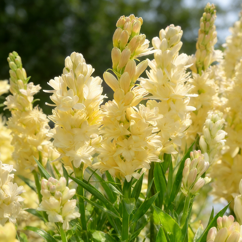 🌺Dvojitě parfémované cibulky tuberózy – Měsíční zahradní květina