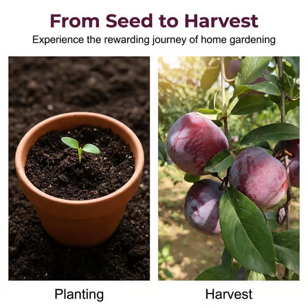 🍑 Roubovaná semínka švestek, geneticky nemodifikovaná, z odrůd heirloom