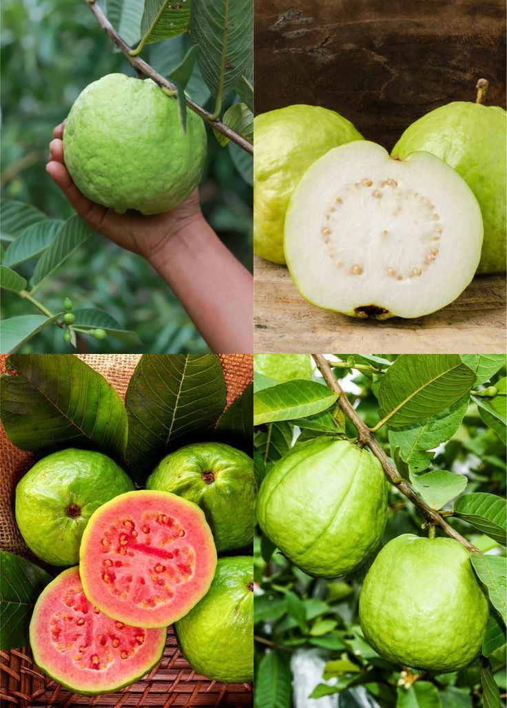 🔥Organická růžová guava | 🌿Připraveno pro rychlé klíčení (99% klíčivost)