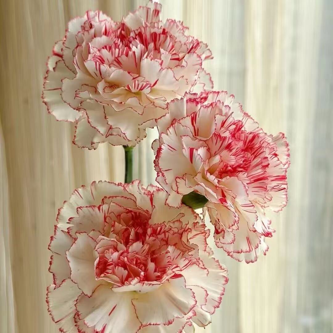 Voňavé zahradní kouzlo – Pěstujte klasické karafiáty, které ohromí každou sezónu🌺