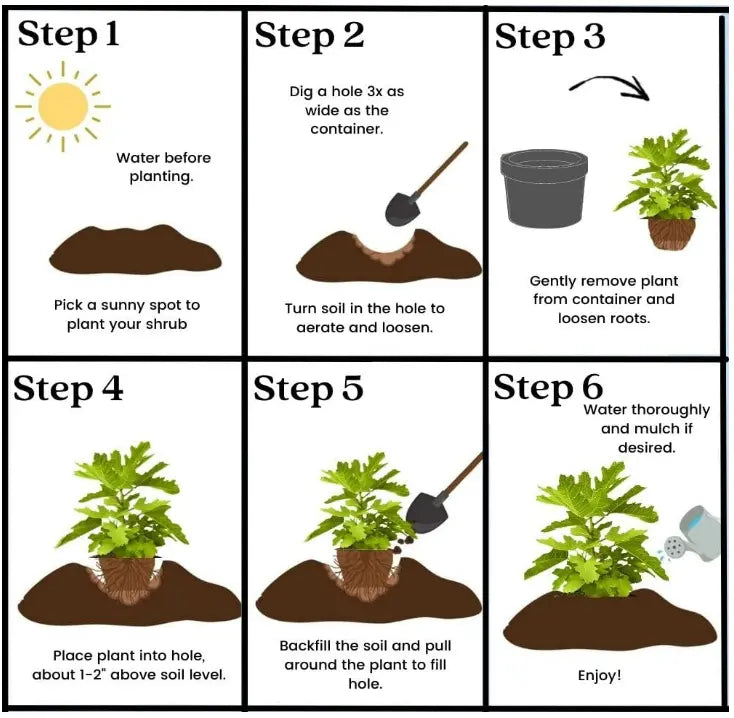 🌱Trvalá třešeň🌱Snadná výsadba a ideální do jakéhokoli prostoru! | POSLEDNÍ DEN AKCE - SLEVA 25 %🔥