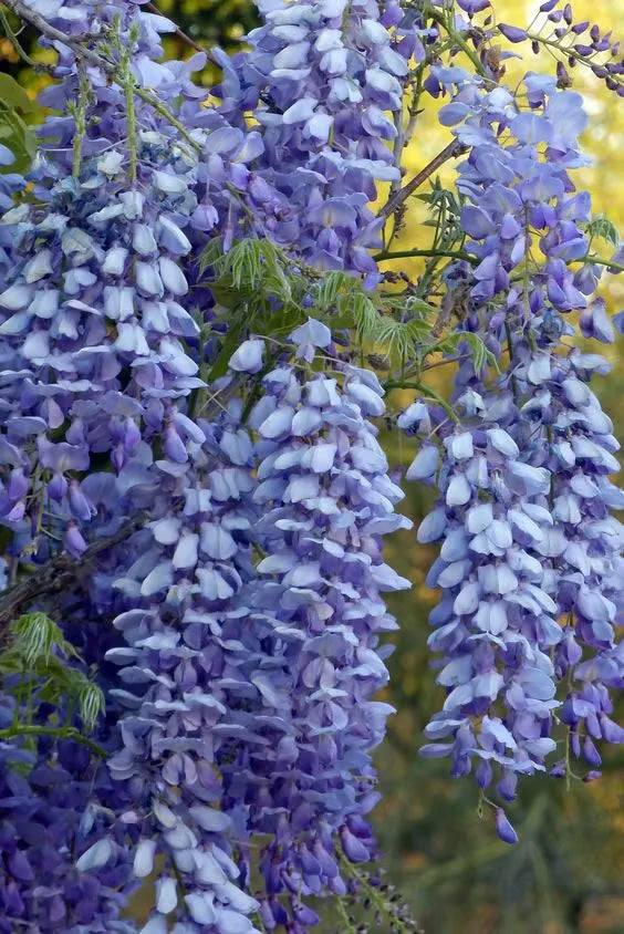 🌸Semínka vistárie – Kaskádovitá krása zahrady po celý rok💗