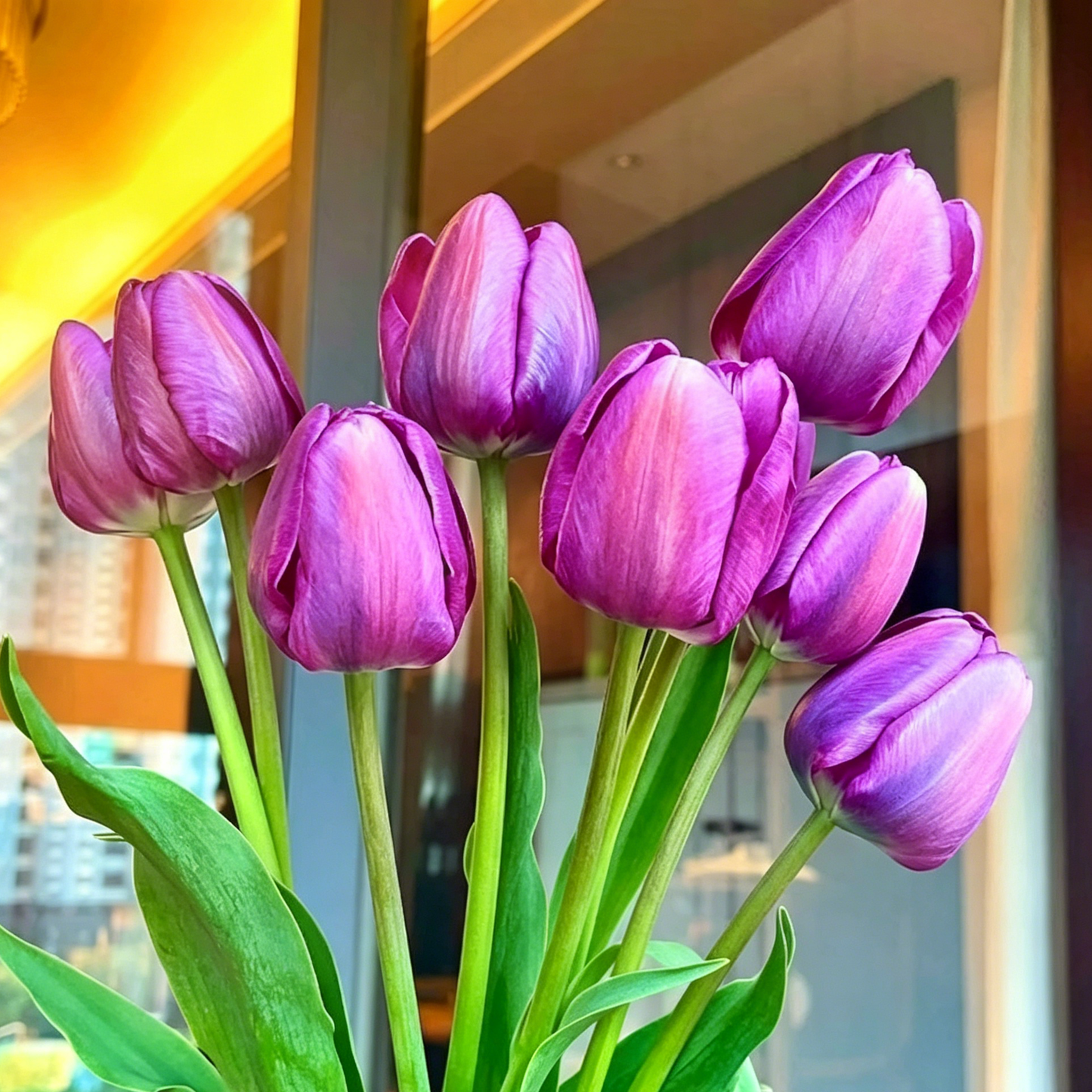 🌷Vzácná semínka tulipánů – Barevné jarní květy do květináčů, záhonů a zahrad