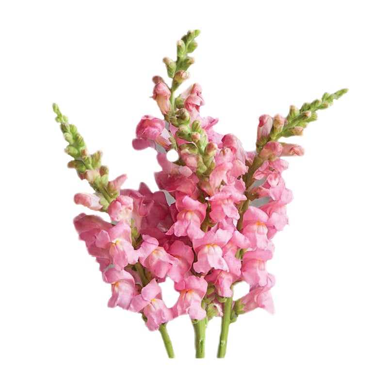 Semínka dračího ocasu Royal Garden – volba zahradníků pro vysoké, barevné květy řezaných květin 🌸