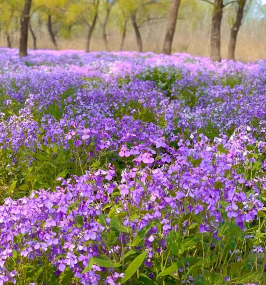 💜Semínka orchidejí v únoru | Nekonečné fialové moře