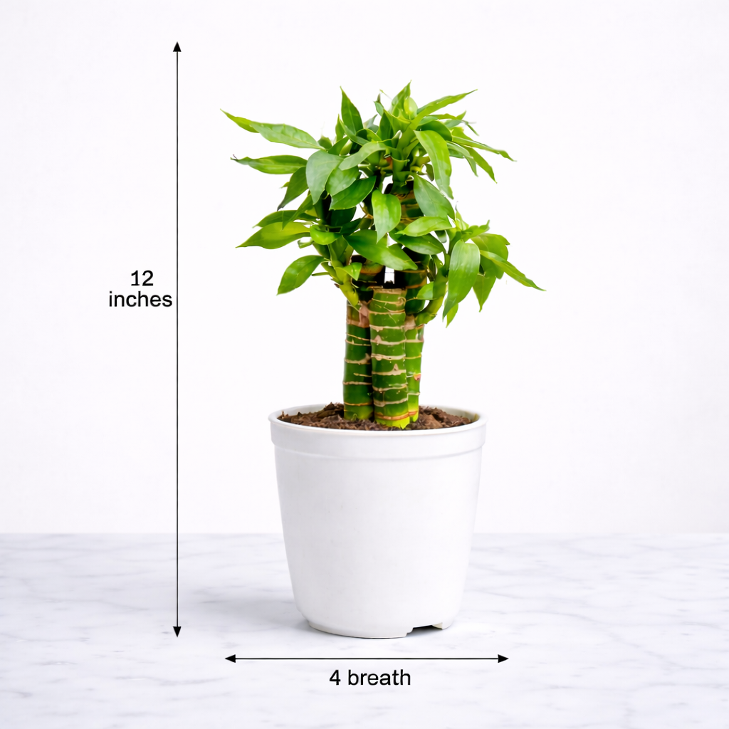 Vastu Prosperita Duo