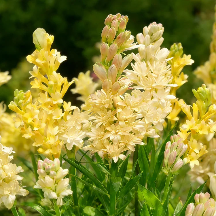 🌺Dvojitě parfémované cibulky tuberózy – Měsíční zahradní květina