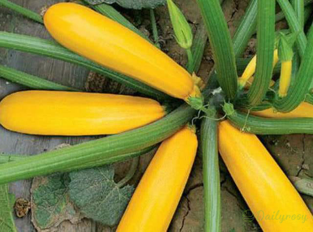 Banánová cuketa - Zlatá cuketa🌿Lze pěstovat po všechna roční období