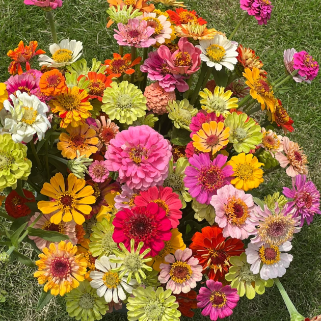 🌺Semínka dvojité cínie ve smíšených barvách