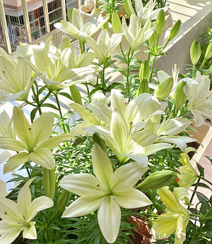 Černá magická lilie🌺Cibulky parfémovaných lilií – svěží a sladké