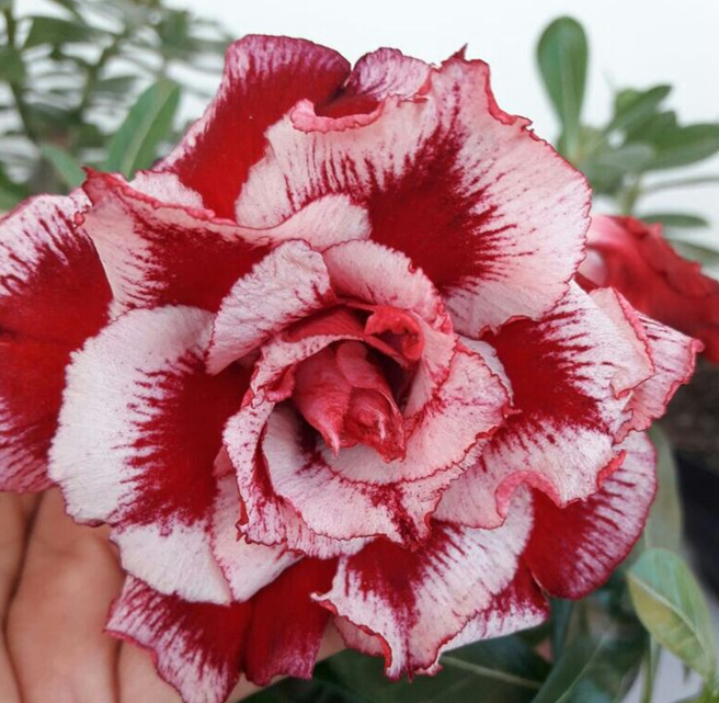 🔥Vypěstujte si Královnu pouště – nyní za sníženou cenu!🎁 😍Ráda kvete, má dlouhé období kvetení 🌵 Pouštní růže