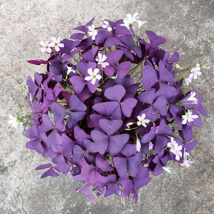 💜Cibulky šťovíku Purple Luck