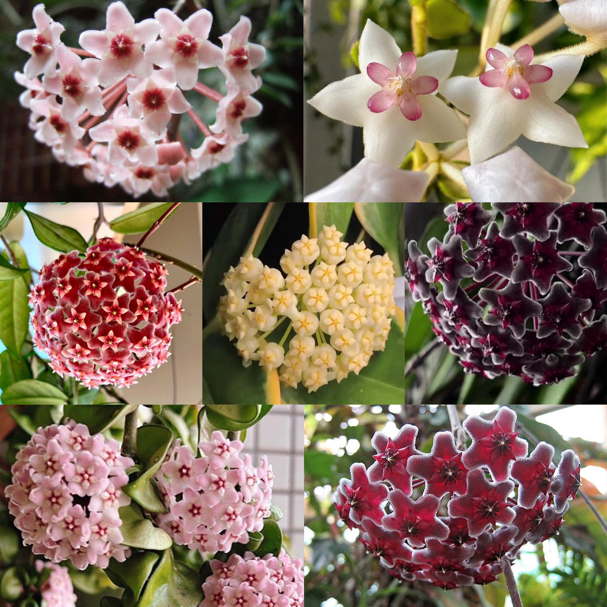 ✨Hoya Bulbs – Hvězdy padající z nebe✨