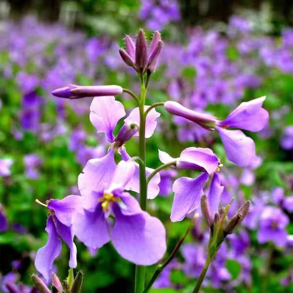 💜Semínka orchidejí v únoru | Nekonečné fialové moře