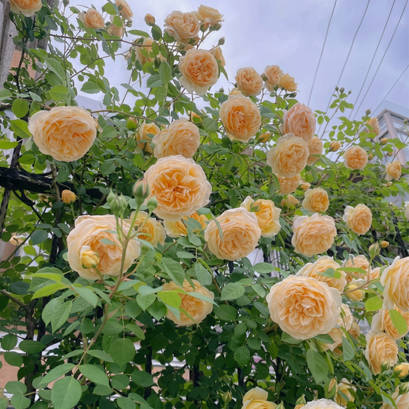 🌈 Pnoucí růže nejvyšší kvality 🌹 Rychle rostoucí, snadno se o ně pečuje a velmi voňavé ✨ Ideální do každé zahrady