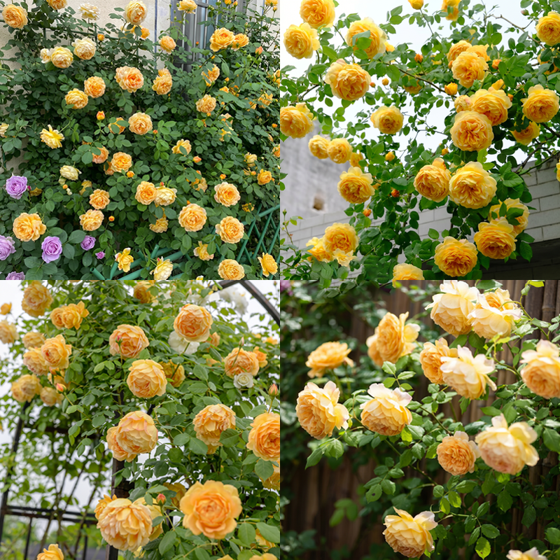 🌈 Pnoucí růže nejvyšší kvality 🌹 Rychle rostoucí, snadno se o ně pečuje a velmi voňavé ✨ Ideální do každé zahrady