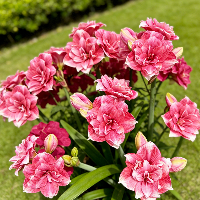 🌺Dvojité cibule amarylis s květinovou vůní – kvetou za 40 dní