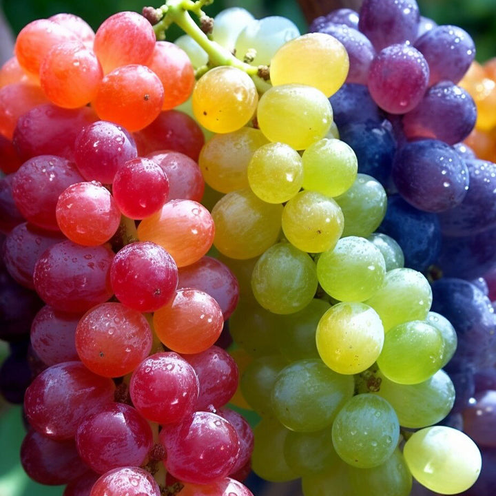 Nová vzácná, duhově zbarvená hybridní organická odrůda vinné révy