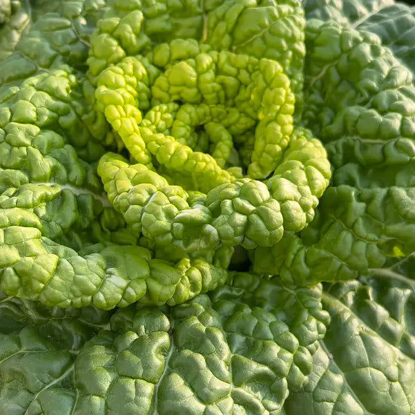 Semena Brassica Narinosa (WuTat Choy)