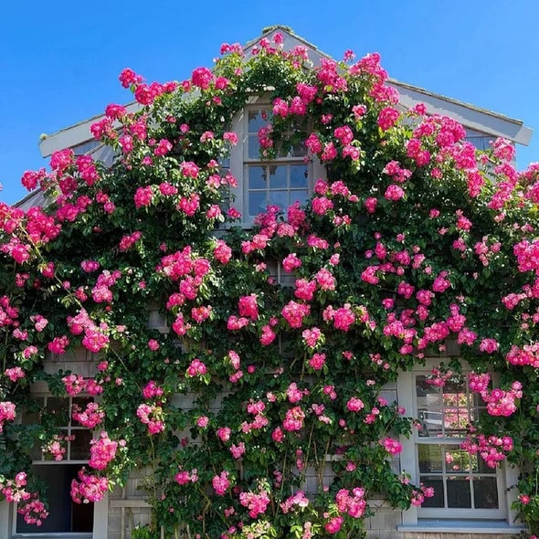 🌈 Pnoucí růže nejvyšší kvality 🌹 Rychle rostoucí, snadno se o ně pečuje a velmi voňavé ✨ Ideální do každé zahrady