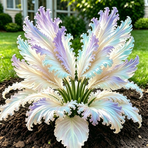 🌱Vzácné cibule hosty Swan Feather - 🦢 Půvabné listy, které se rozkládají jako labutí křídla
