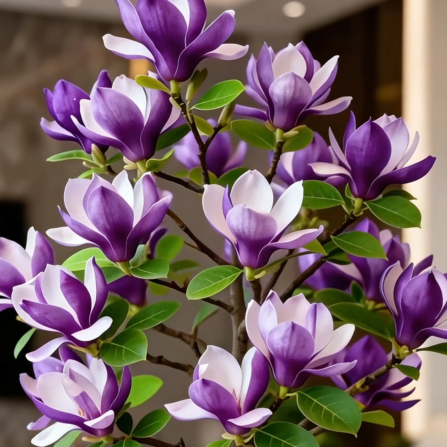 Cibule Magnolia liliiflora (fialové orchideje) 🌸 Květy skrývají listy, vůně naplňuje vzduch
