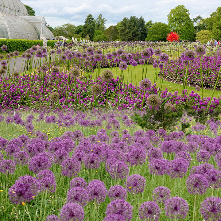 okrasný cibulový květ Allium Giganteum