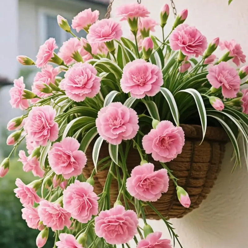 Semena/cibule rostliny pavoučí květiny Grand Bloom 💐 Mistrovské dílo barev a půvabu přírody