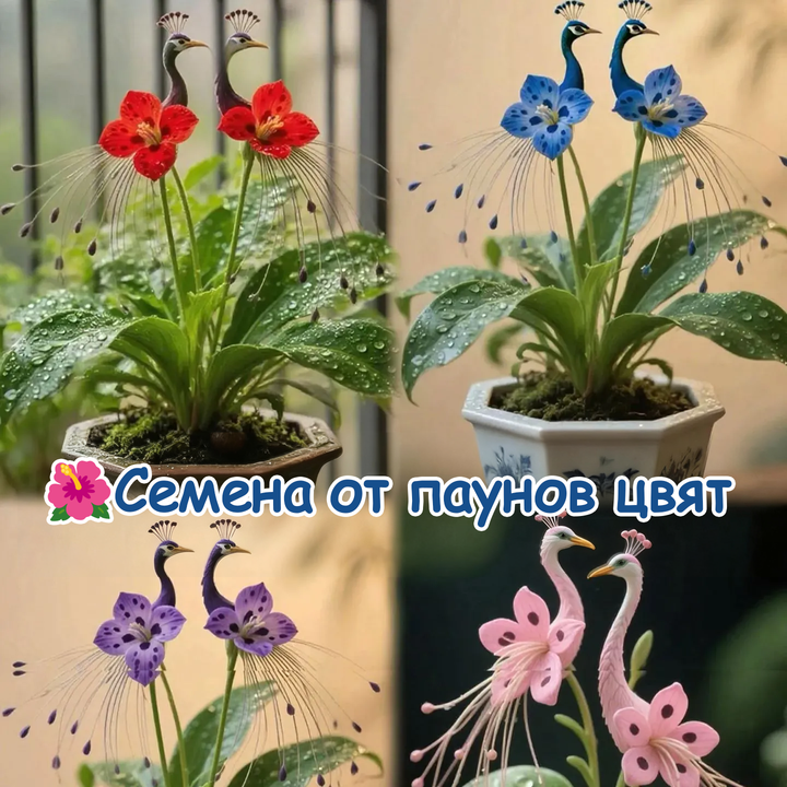 🌺 Semínka orchideje paví