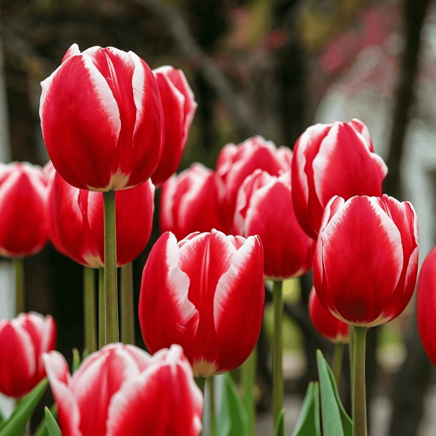 🌷Vzácná semínka tulipánů – Barevné jarní květy do květináčů, záhonů a zahrad