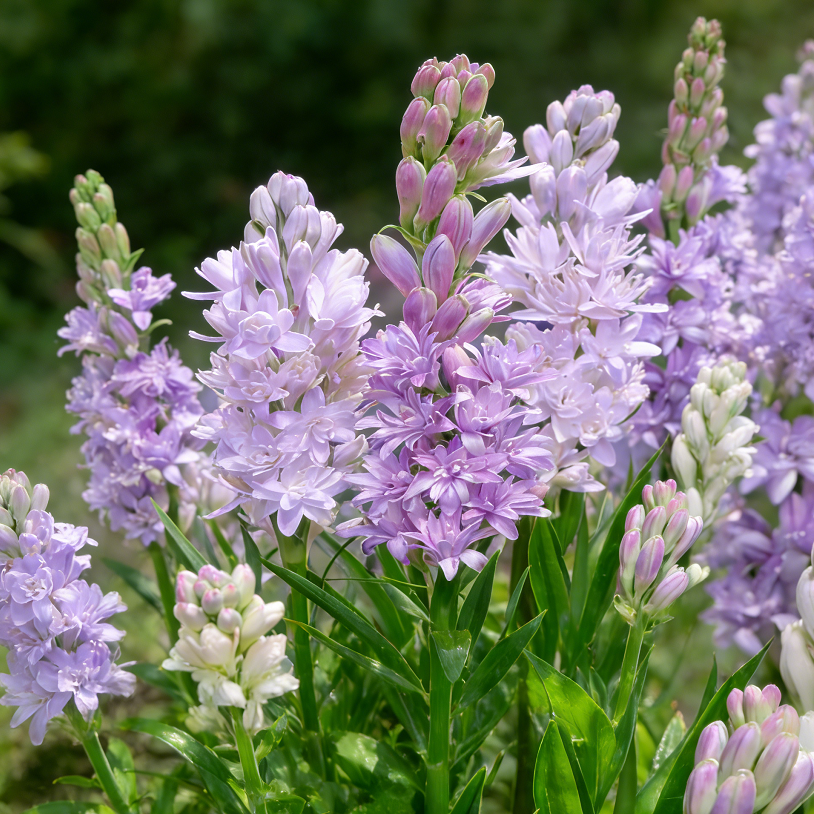 🌺Dvojitě parfémované cibulky tuberózy – Měsíční zahradní květina