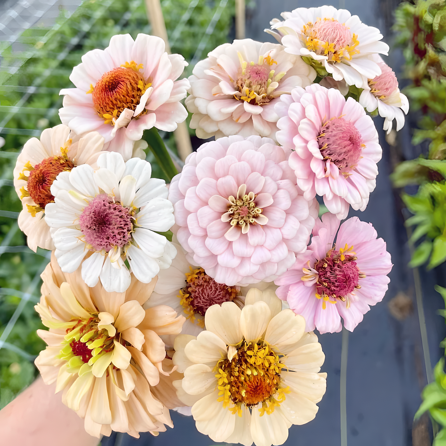 🌺Semínka dvojité cínie ve smíšených barvách