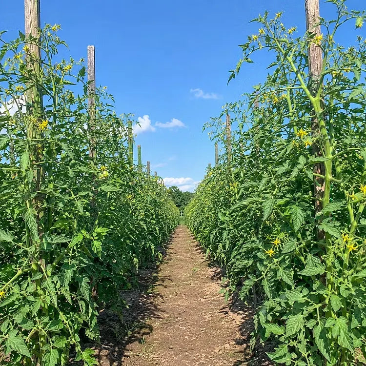 🍅 Semena rajčat Giant Vineman – Pěstujte si doma velká a lahodná rajčata