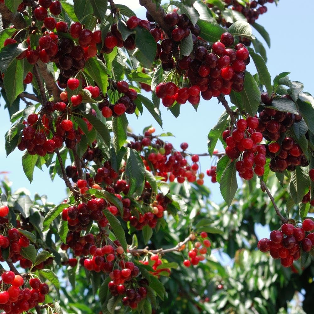 🏆PRODÁNO PŘES 75 000 KS!🌳Třešňová semínka - Lahodné, čerstvé třešně čekají na vaši sklizeň!