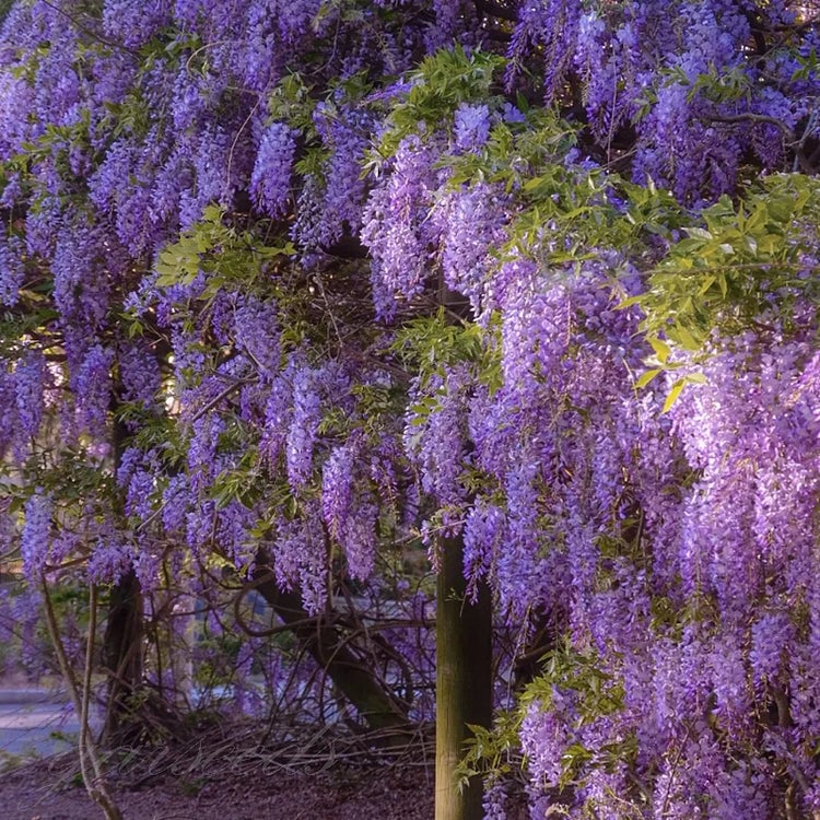 🌸Semínka vistárie – Kaskádovitá krása zahrady po celý rok💗