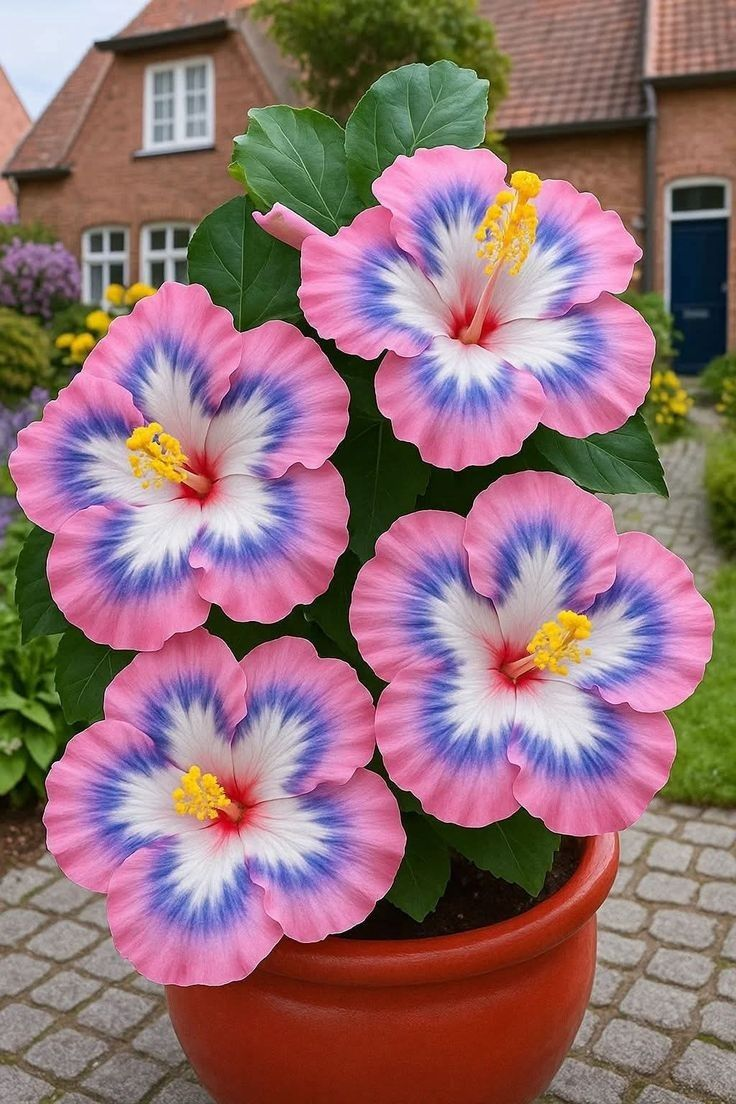 Vzácné cibule ibišku – květináče, balkon, zimní výsadba
