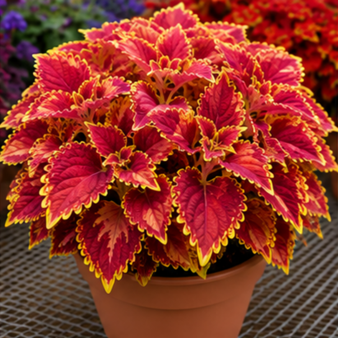 🌿Cibuloviny Coleus🌷 – Naplňte svou zahradu barvami🌈