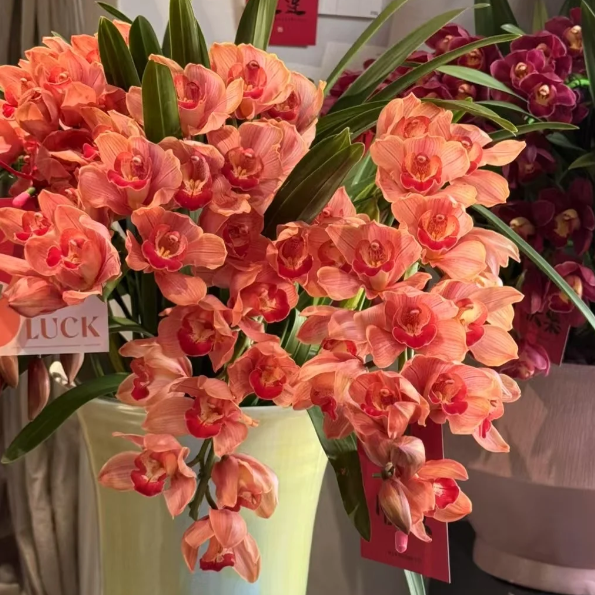 👑 Královna orchidejí – cibulky cymbidia s dlouhou životností