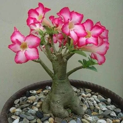 ✨Pouštní růže🌹Tepelně odolná✨