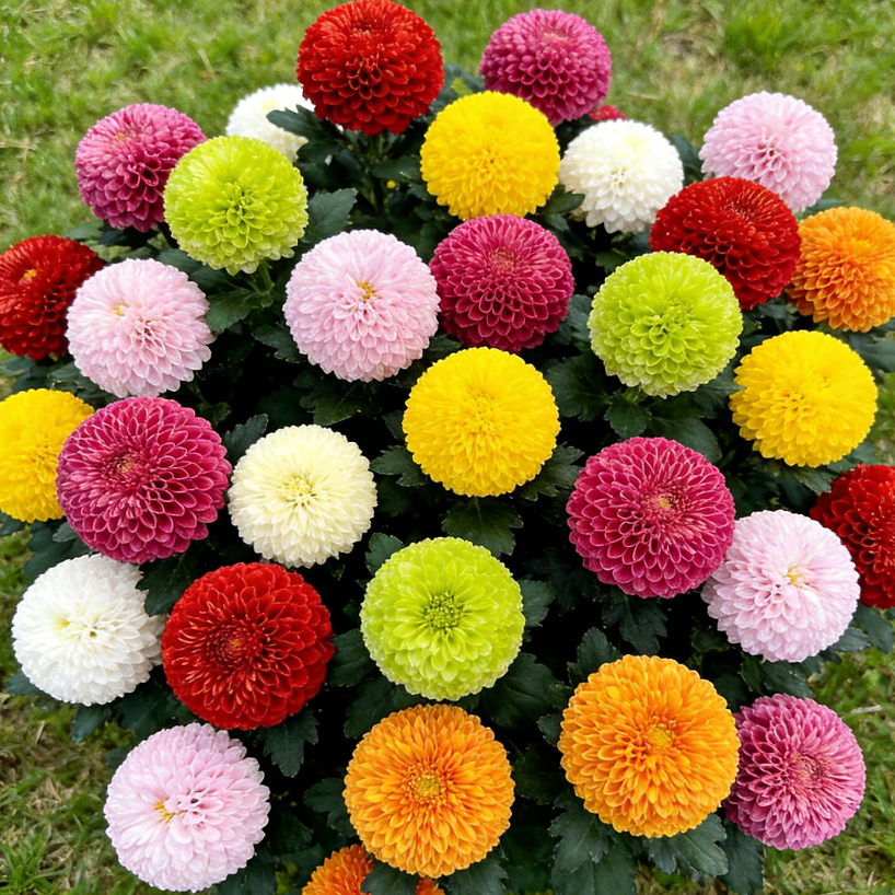 🏵️ Barevná semínka chryzantém – jako živé pingpongové míčky ve vaší zahradě!
