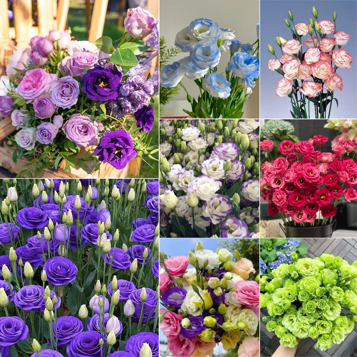 💐Lisianthus – Nadčasová krása, věčná láska💫
