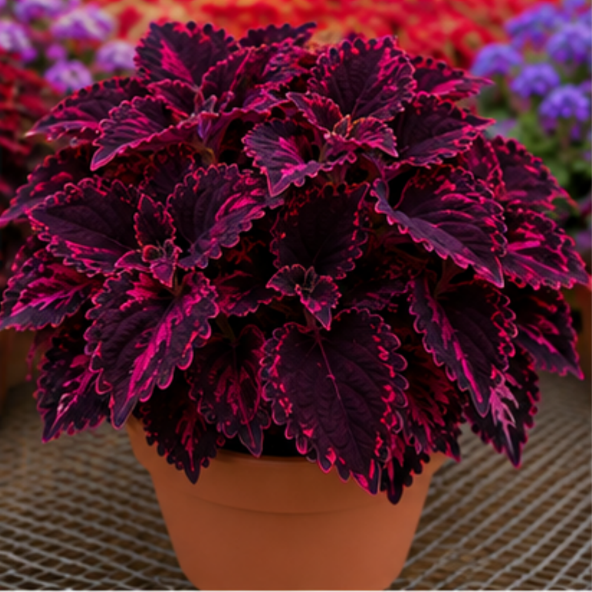 🌿Cibuloviny Coleus🌷 – Naplňte svou zahradu barvami🌈