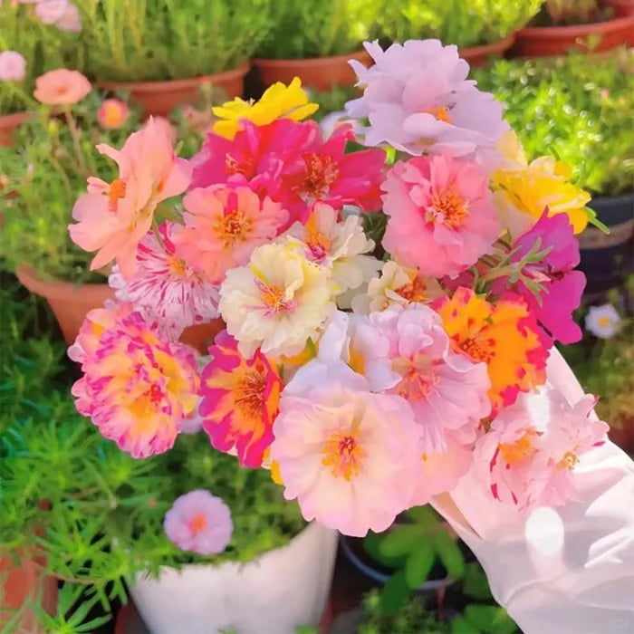 💫🌸KUPTE 1, ZÍSKEJTE 1 ZDARMA | Růže mechová🌿Semena trvalek s doplňkem pro růst rostlin