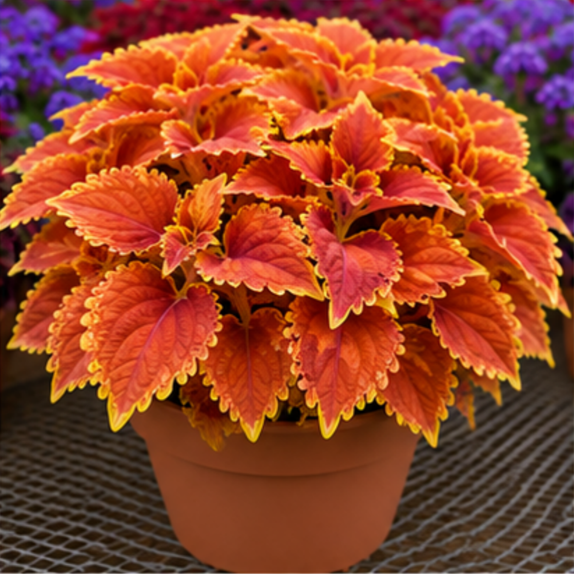 🌿Cibuloviny Coleus🌷 – Naplňte svou zahradu barvami🌈