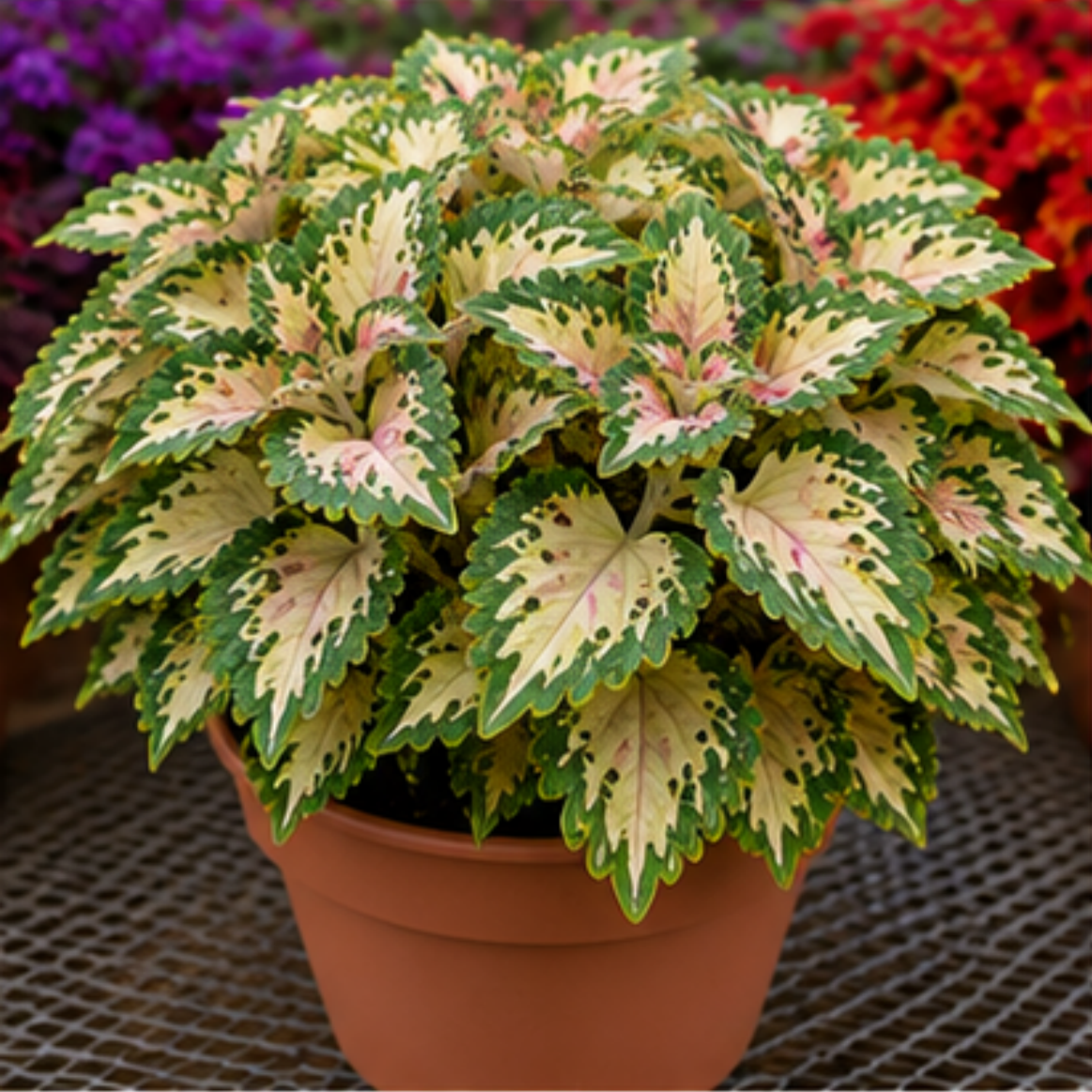 🌿Cibuloviny Coleus🌷 – Naplňte svou zahradu barvami🌈