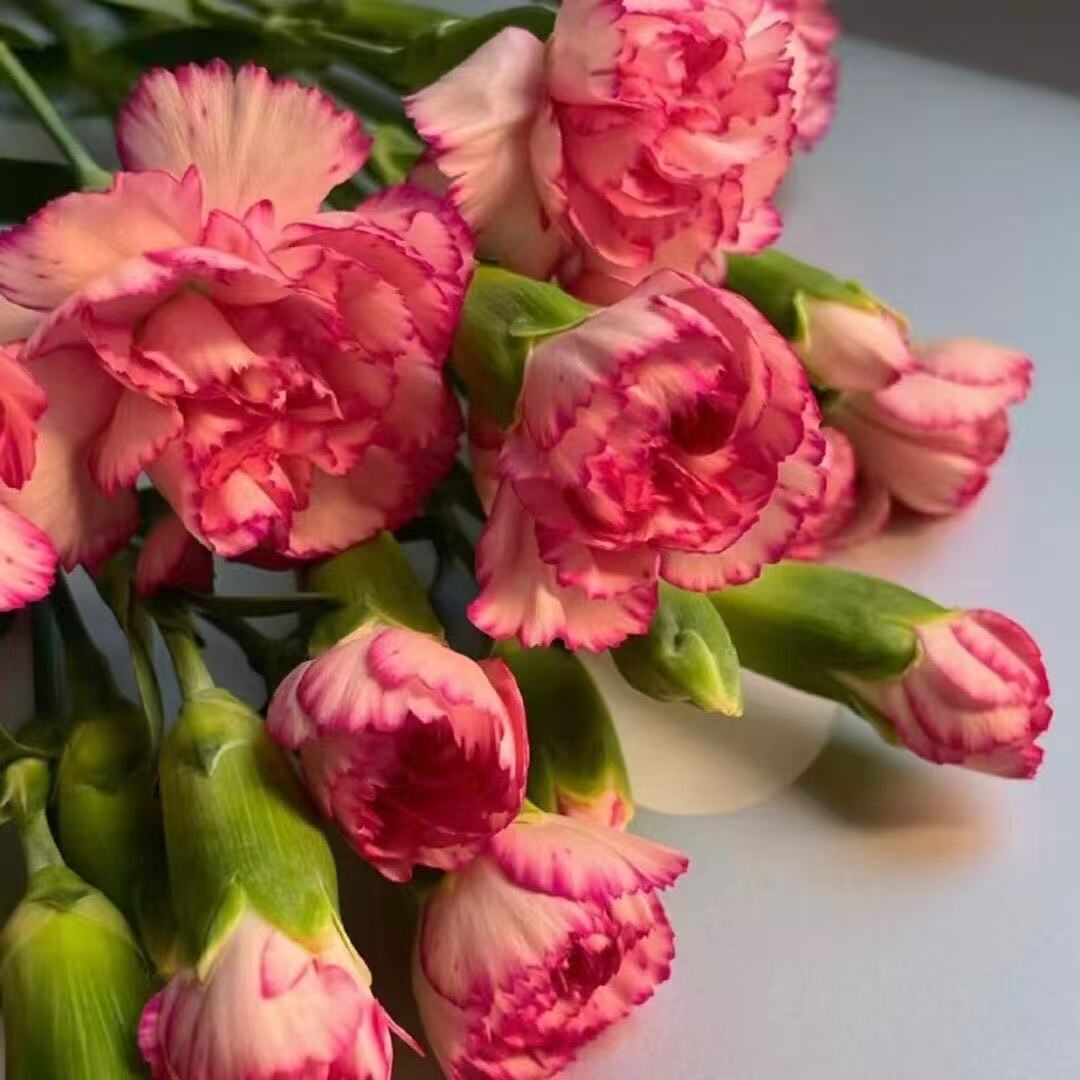 Voňavé zahradní kouzlo – Pěstujte klasické karafiáty, které ohromí každou sezónu🌺