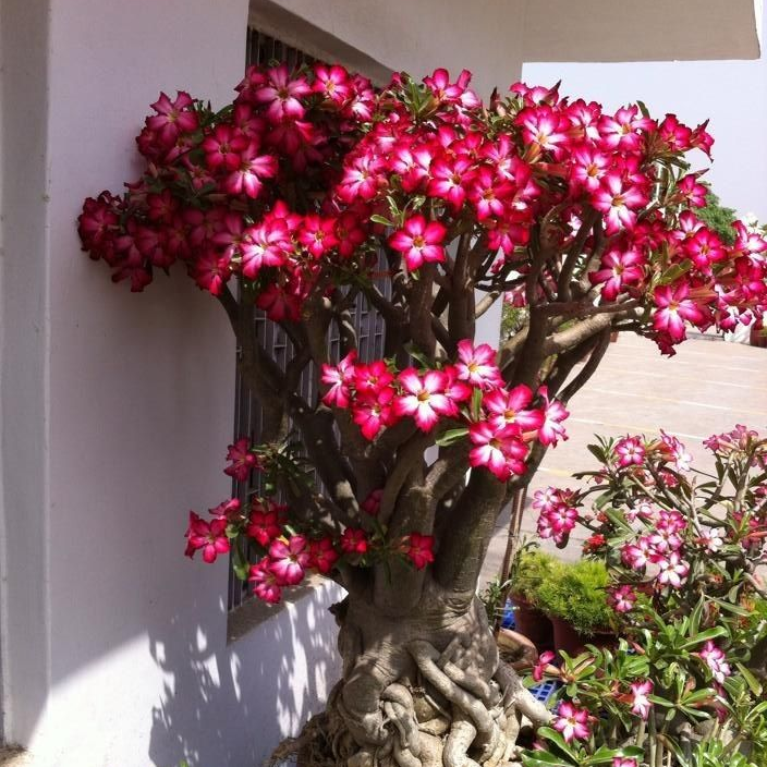 🎁Cibulky pouštní růže🌵Velmi snadná péče! 🌸Cibulky Adenium Obesum