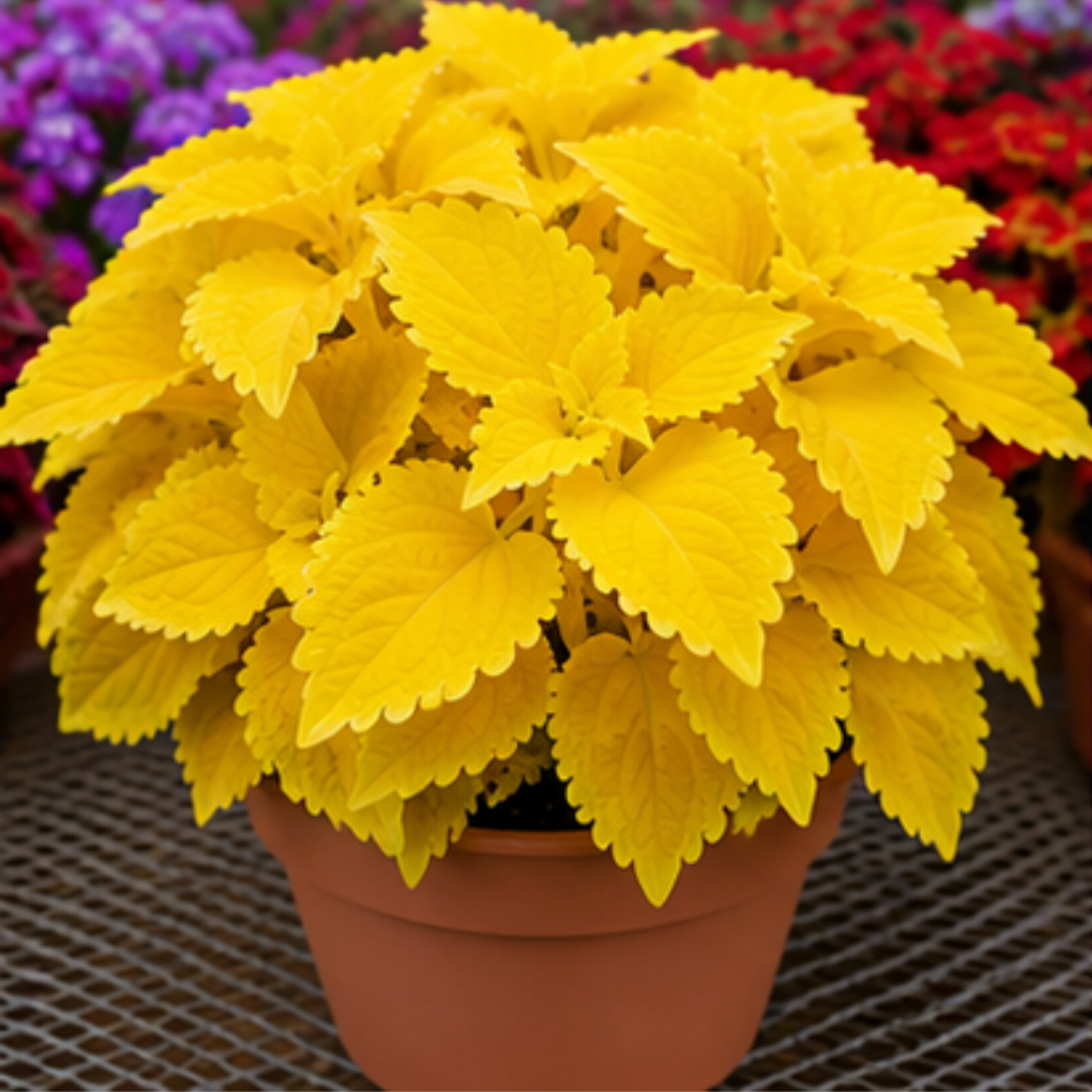 🌿Cibuloviny Coleus🌷 – Naplňte svou zahradu barvami🌈