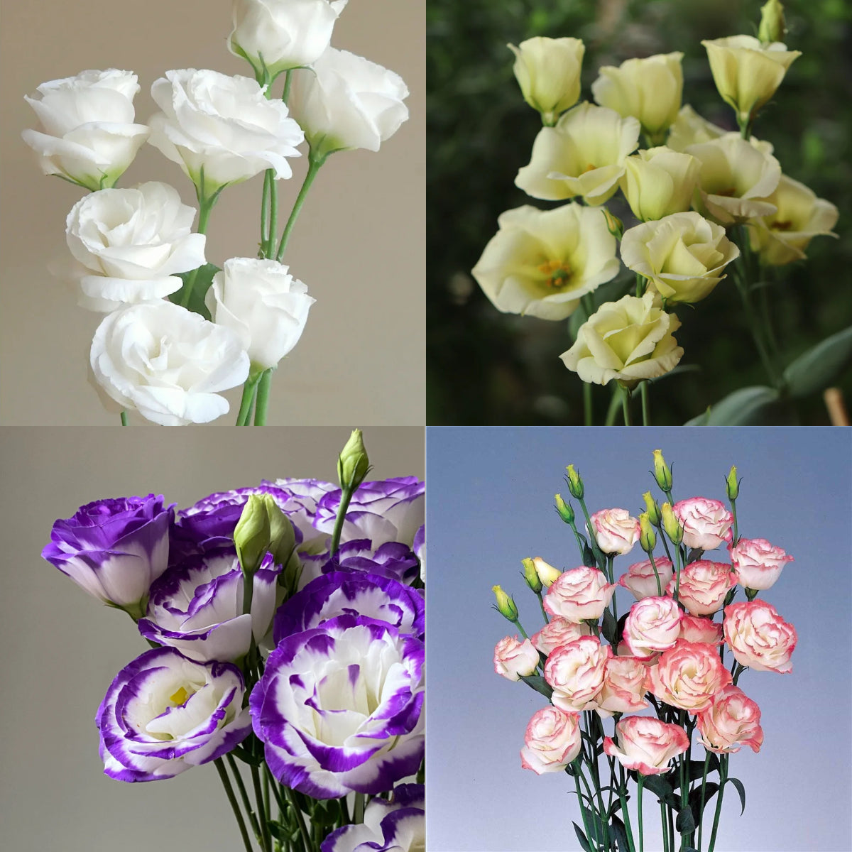 💐Lisianthus – Nadčasová krása, věčná láska💫